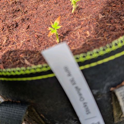 Sticky Orange XXL  growlog timeline photo