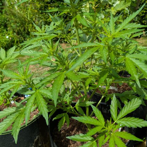 Gorilla Zkittlez Auto growlog timeline photo