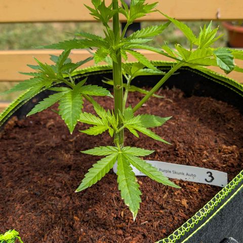 Nama's Threesome #3 growlog timeline photo