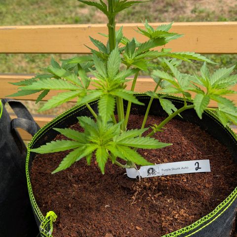 Nama's Threesome #2 growlog timeline photo