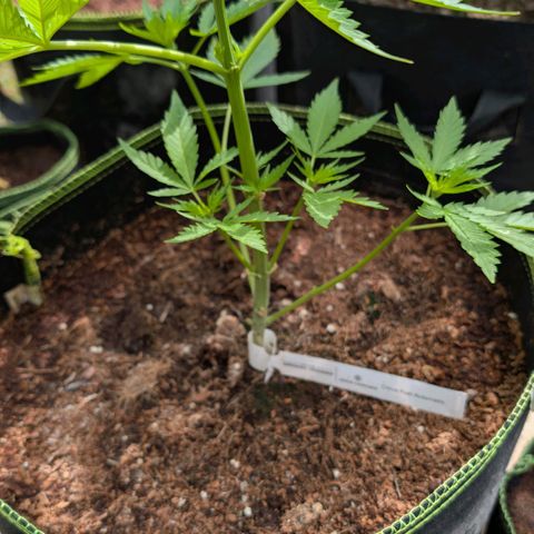 Citrus Fuel (Semi) Automatic growlog timeline photo