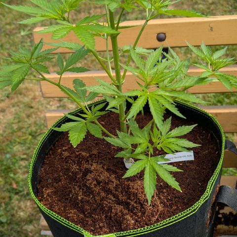 Mimosa Sunrise XXL Automatik  growlog timeline photo