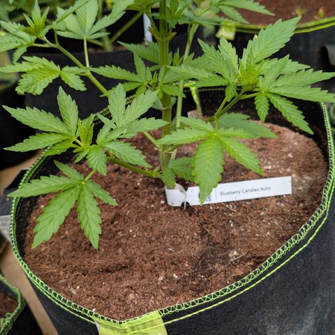 Blueberry Candiez growlog timeline photo