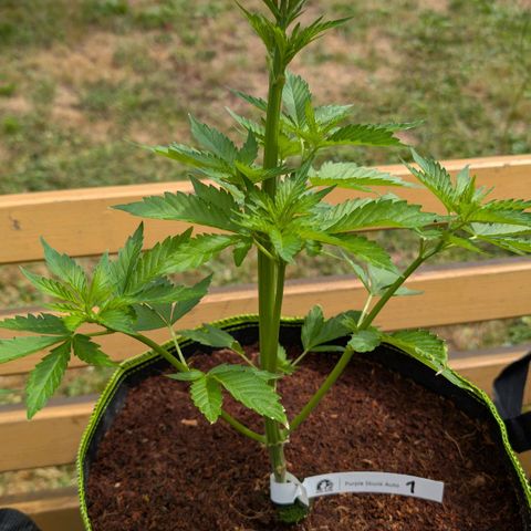 Nama's Threesome #1 growlog timeline photo