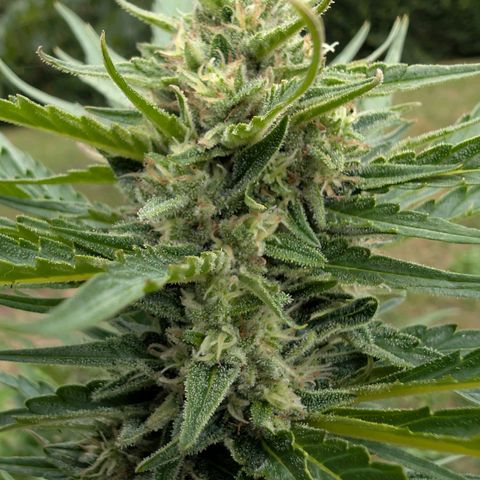 Kawumm Gorilla Glue #4 growlog timeline photo