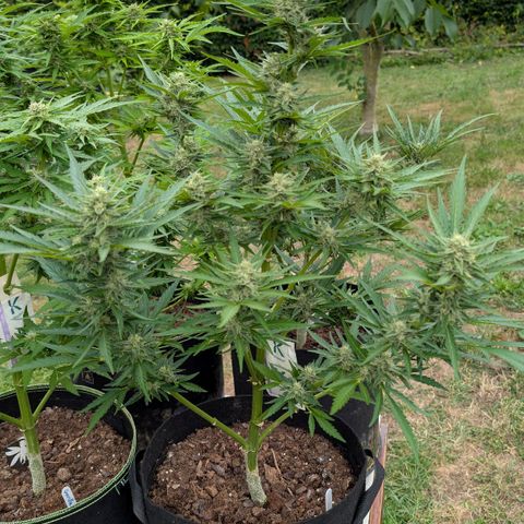 Kawumm Gorilla Glue #4 growlog timeline photo