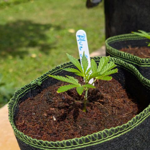 Blue Sunset  growlog timeline photo