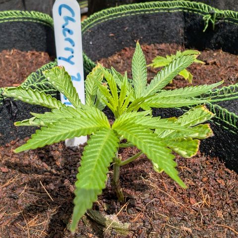 Cherry Bacio  growlog timeline photo