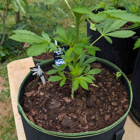 Papaya Cookies Auto  growlog timeline photo