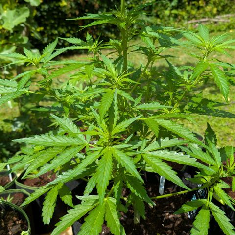 Gorilla Zkittlez Auto growlog timeline photo
