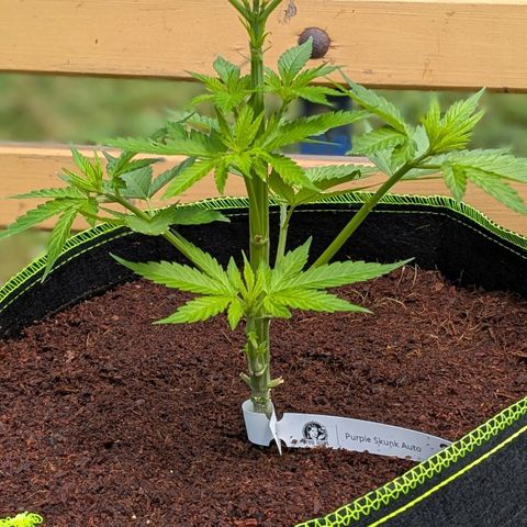 Nama's Threesome #3 growlog timeline photo