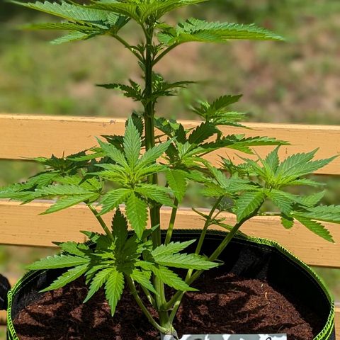 Nama's Threesome #2 growlog timeline photo