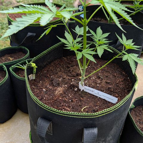 Citrus Fuel (Semi) Automatic growlog timeline photo