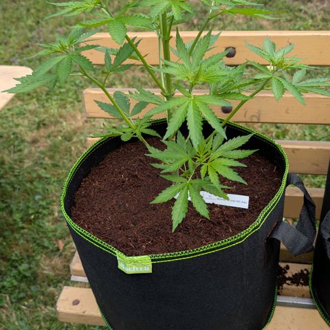 Mimosa Sunrise XXL Automatik  growlog timeline photo