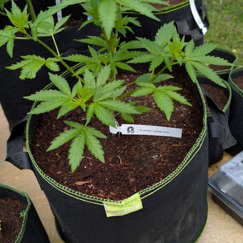 Blueberry Candiez growlog timeline photo