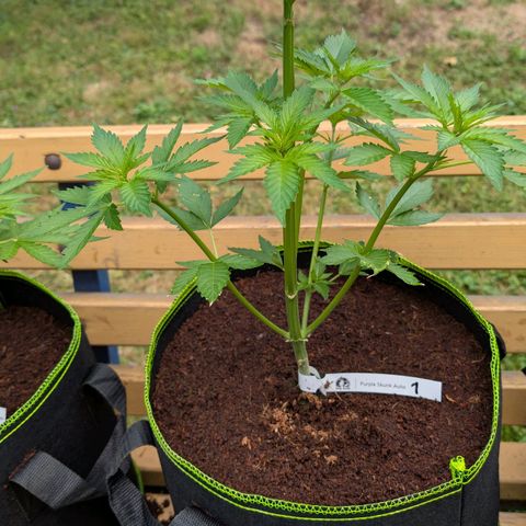 Nama's Threesome #1 growlog timeline photo