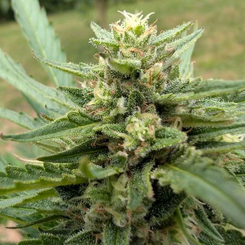 Kawumm Gorilla Glue #4 growlog timeline photo