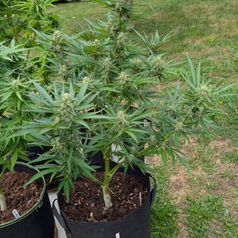 Kawumm Gorilla Glue #4 growlog timeline photo