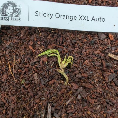 Sticky Orange XXL  growlog photo: RIP 