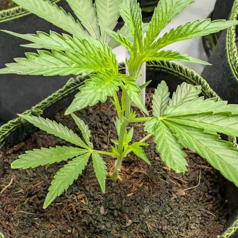 Blue Sunset  growlog timeline photo