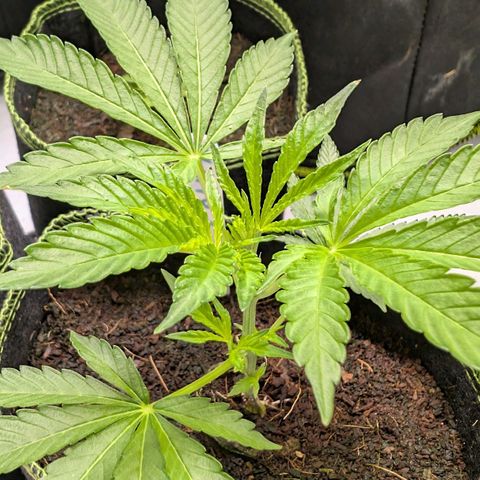 Cherry Bacio  growlog timeline photo
