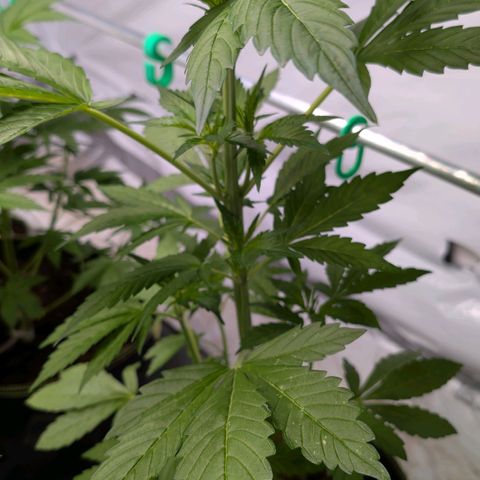 Papaya Cookies Auto  growlog timeline photo
