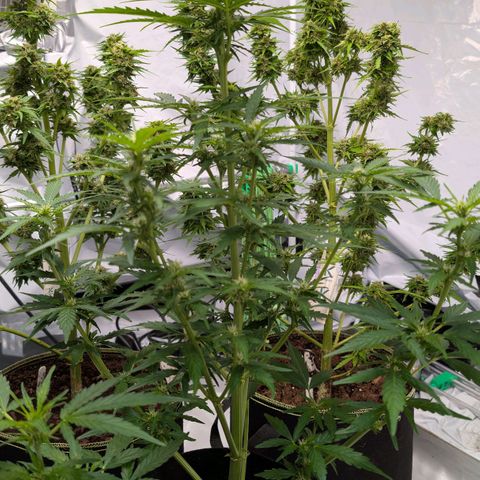 Gorilla Zkittlez Auto growlog timeline photo