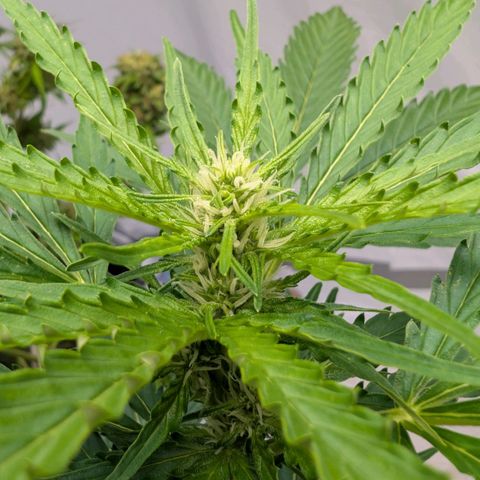 Gorilla Zkittlez Auto growlog timeline photo