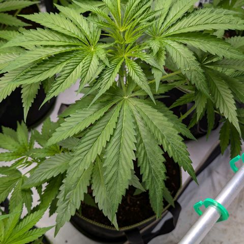 Citrus Fuel (Semi) Automatic growlog timeline photo