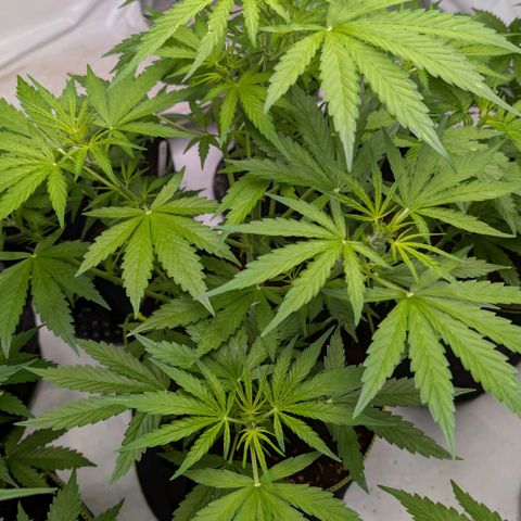 Mimosa Sunrise XXL Automatik  growlog timeline photo