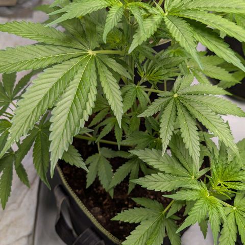 Blueberry Candiez growlog timeline photo