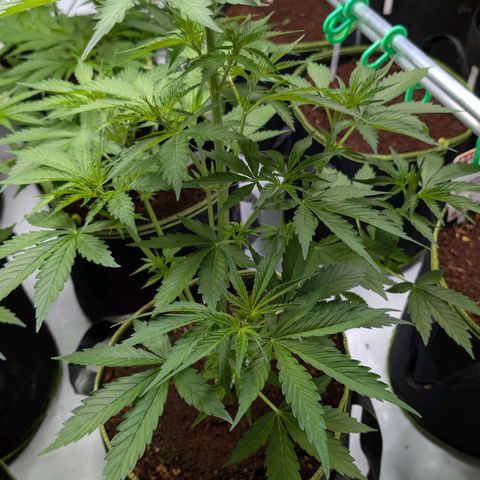 Nama's Threesome #1 growlog timeline photo