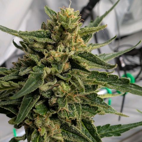 Kawumm Gorilla Glue #4 growlog timeline photo