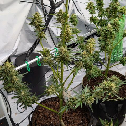 Kawumm Gorilla Glue #4 growlog photo: Habe etwa 40% verloren wegen Grauschimmel.