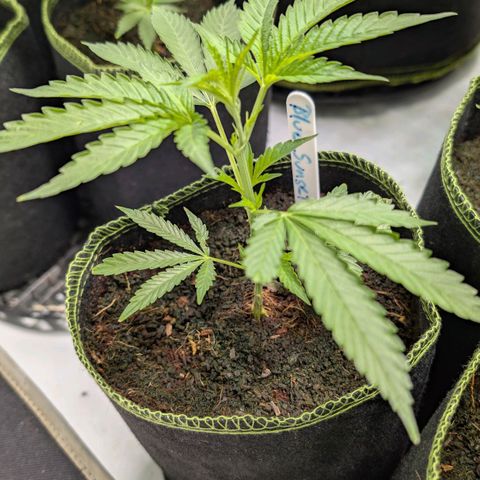 Blue Sunset  growlog timeline photo