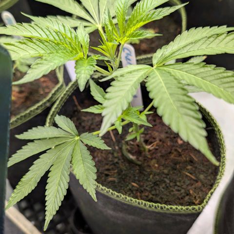 Cherry Bacio  growlog timeline photo