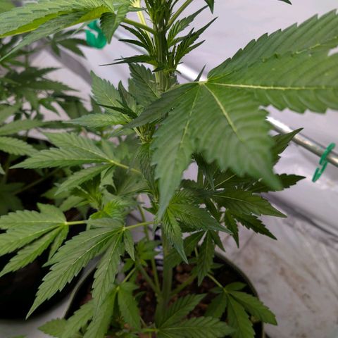 Papaya Cookies Auto  growlog timeline photo