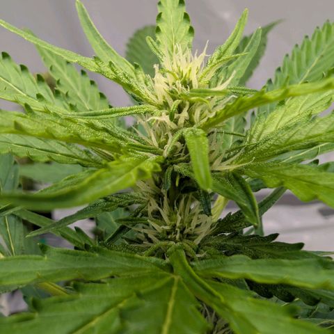 Gorilla Zkittlez Auto growlog timeline photo