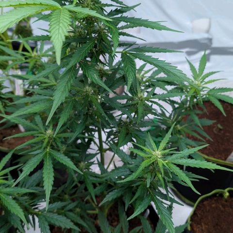 Gorilla Zkittlez Auto growlog timeline photo