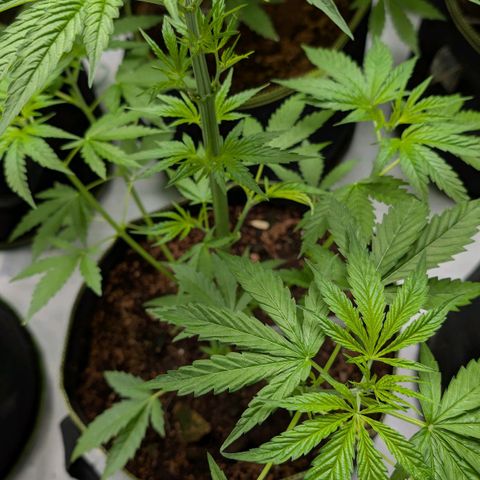 Citrus Fuel (Semi) Automatic growlog timeline photo