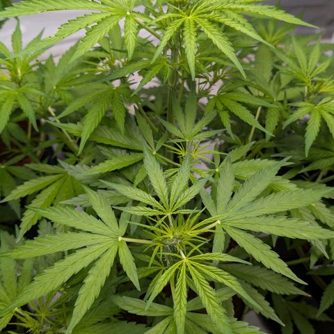 Mimosa Sunrise XXL Automatik  growlog timeline photo