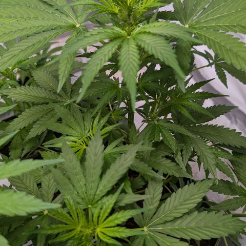 Blueberry Candiez growlog timeline photo