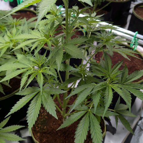 Nama's Threesome #1 growlog timeline photo