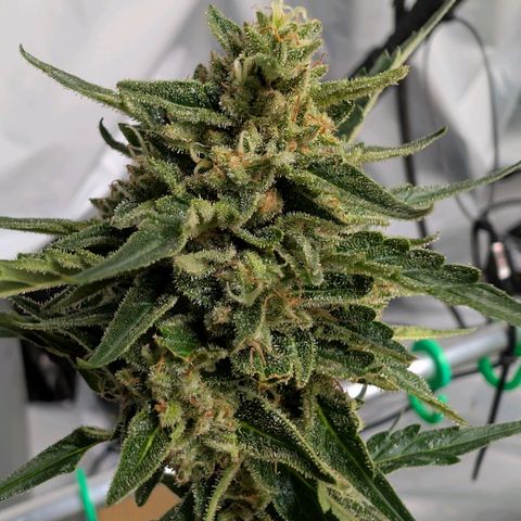 Kawumm Gorilla Glue #4 growlog timeline photo