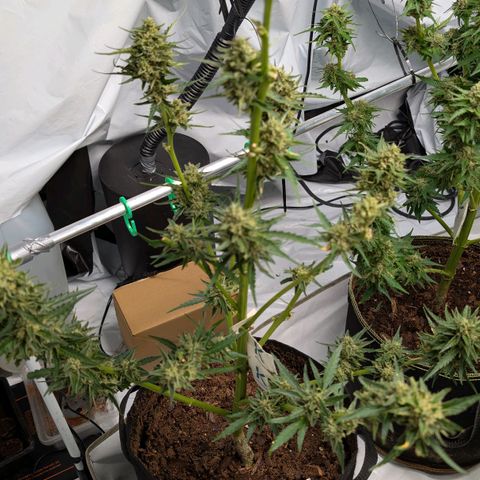 Kawumm Gorilla Glue #4 growlog timeline photo