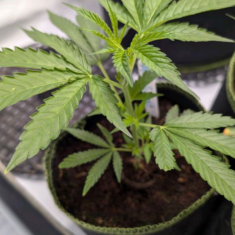 Blue Sunset  growlog timeline photo