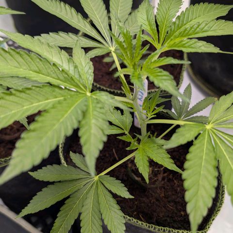 Cherry Bacio  growlog timeline photo