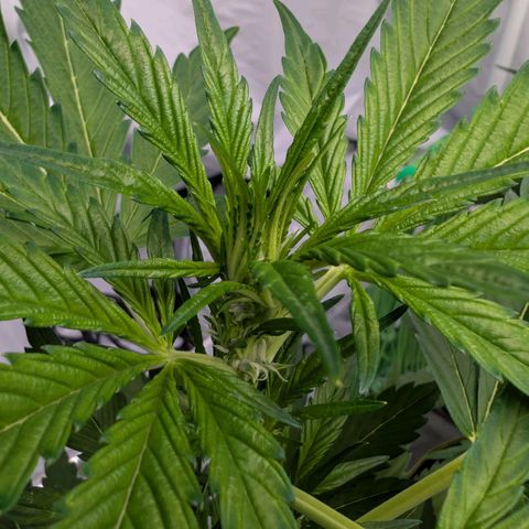 Papaya Cookies Auto  growlog timeline photo