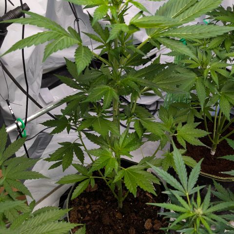 Papaya Cookies Auto  growlog timeline photo
