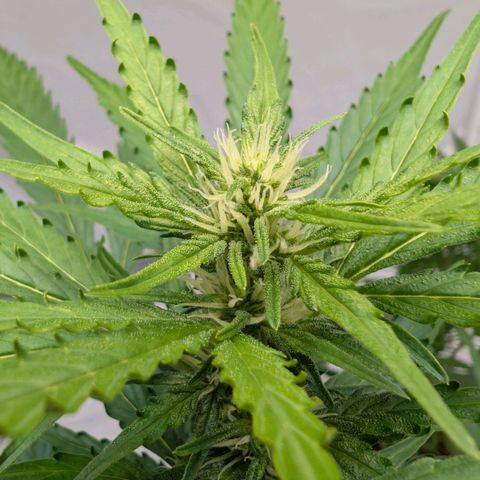Gorilla Zkittlez Auto growlog timeline photo